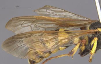 Media type: image;   Entomology 23547 Aspect: Wing front